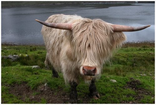 highlands cow
