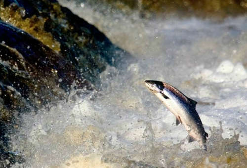 Salmon en Shin Falls
