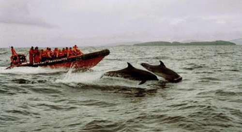 navegando con delfines